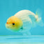 Lemonhead Lionchu Male 4 inches #1004LC_14