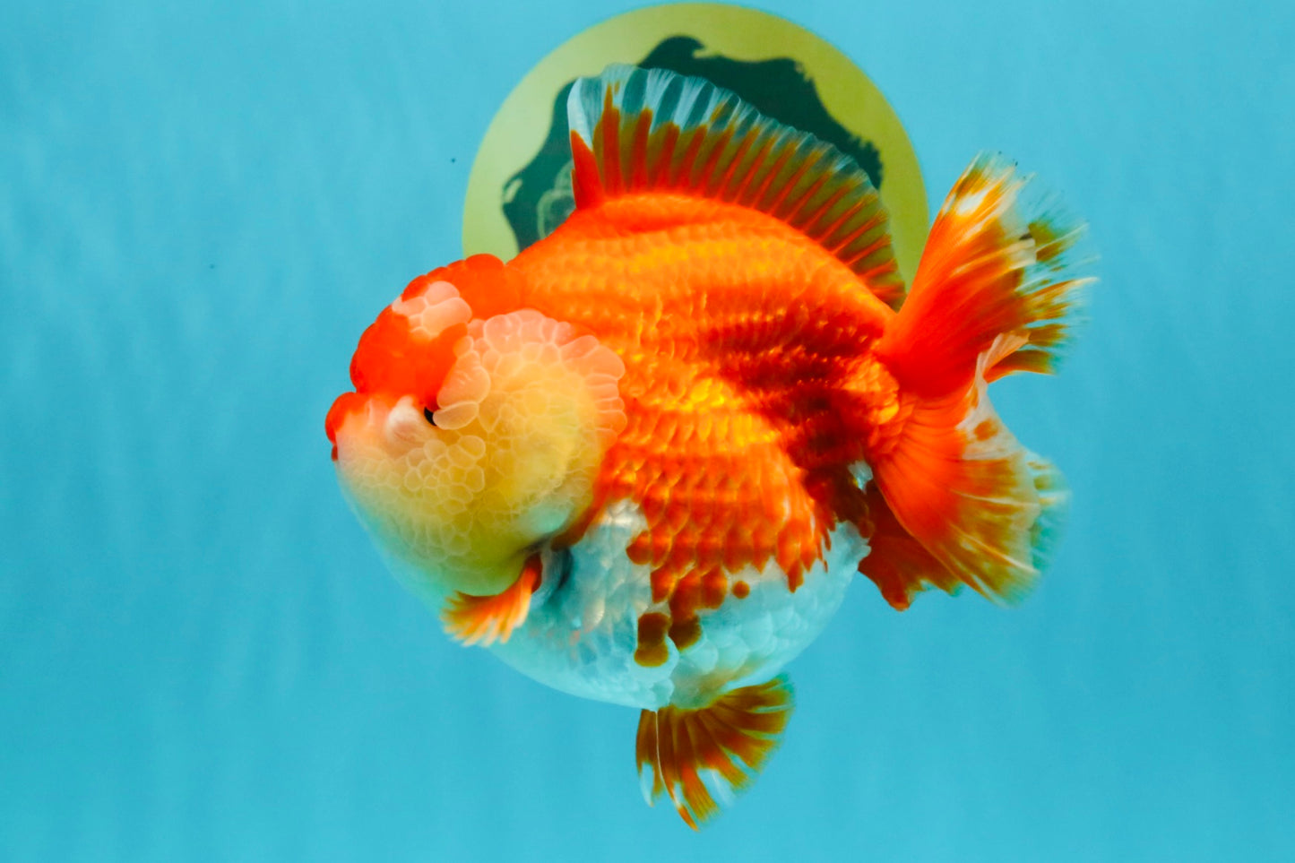 AAA Grade Godzilla Red White Yuanbao Female 5-5.5 inches #030626YB_12