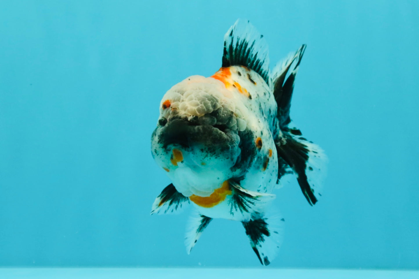 Calico Yuanbao Male 5 inches #032026YB_16