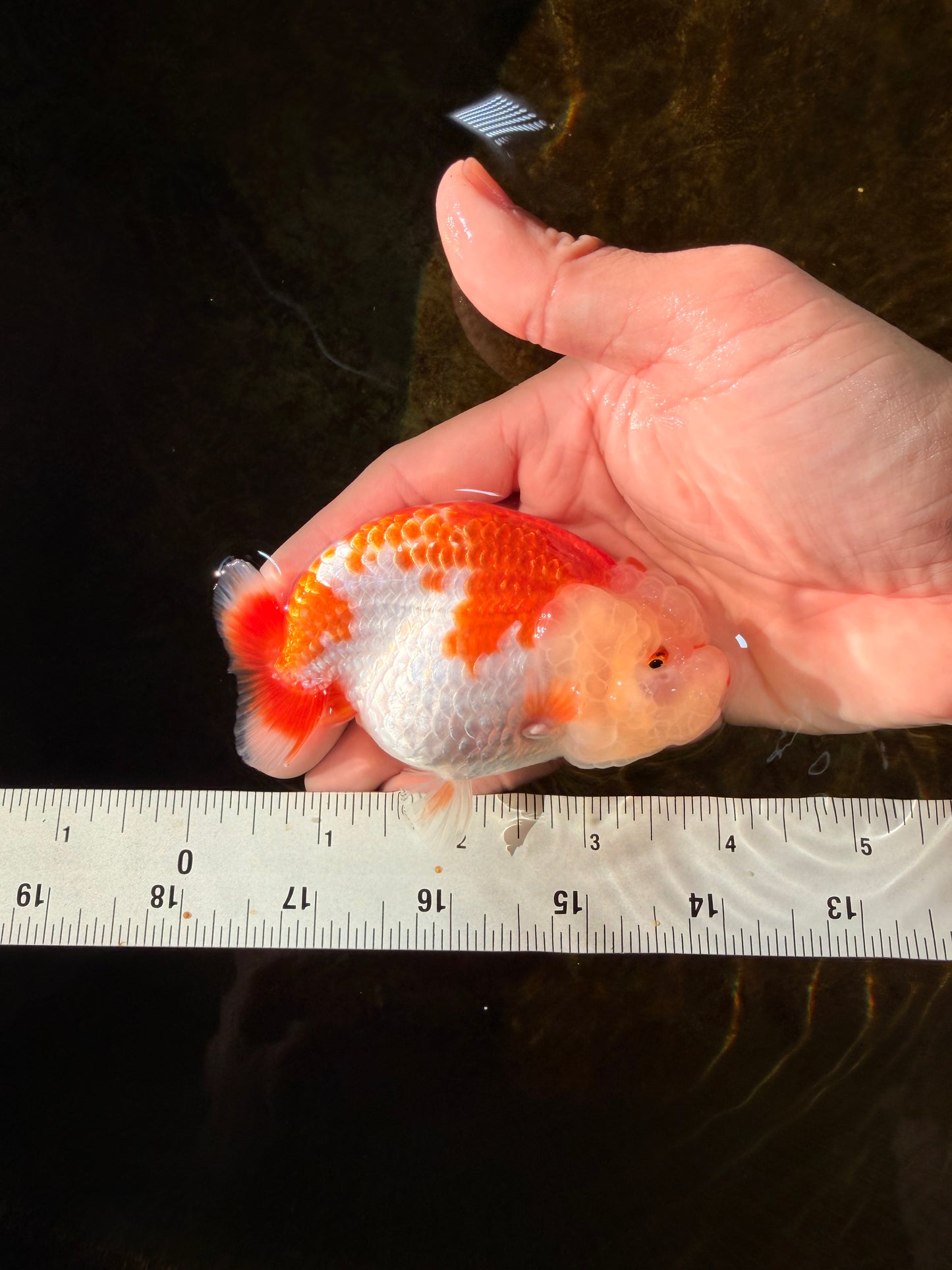 ADORABLE AAA Grade Red White LionQueen 4 inches #102425LC_16