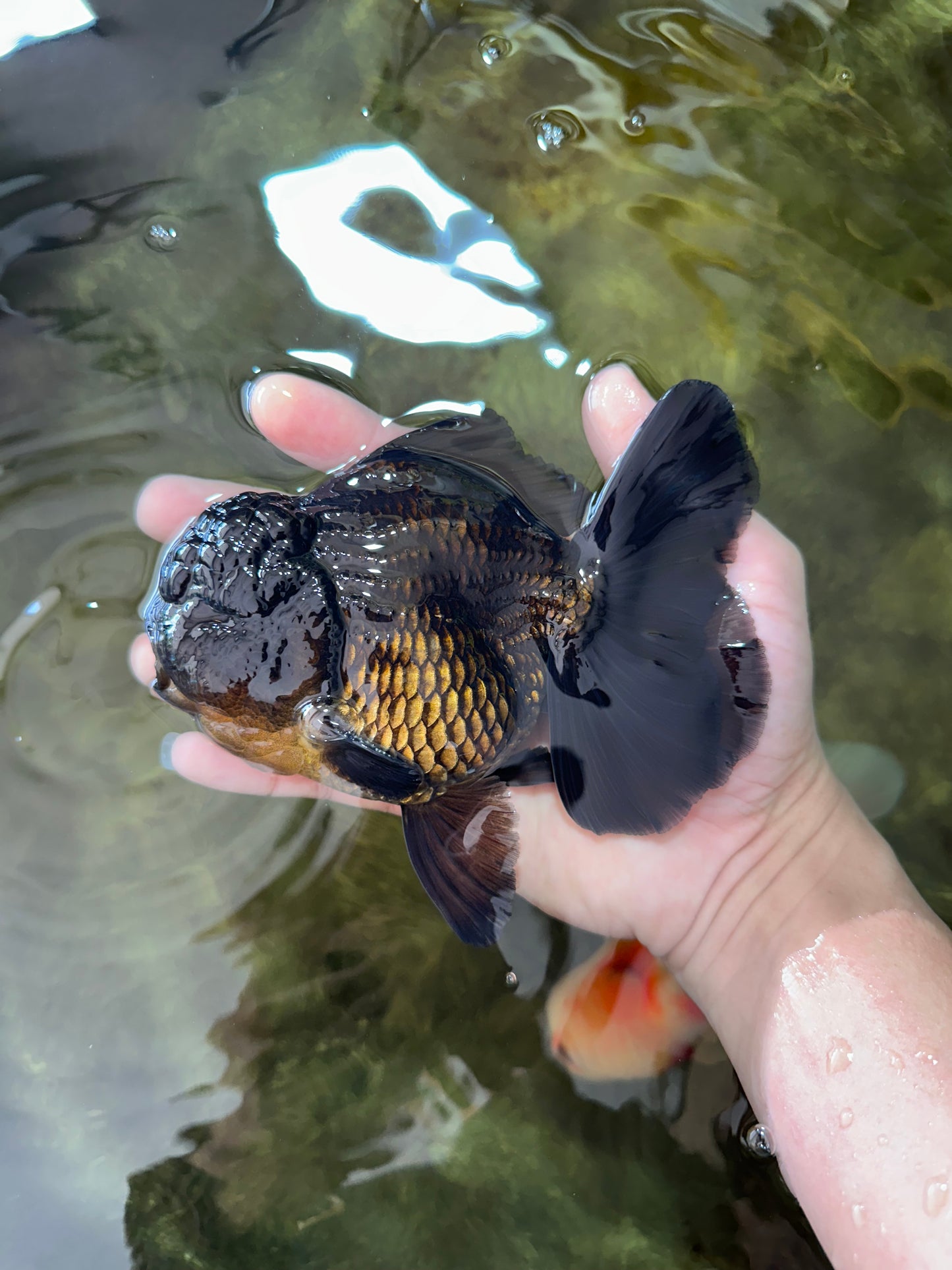 AAA Grade VERY SPECIAL Godzilla Black Oranda Male 5-5.5 inches #051625OR_18