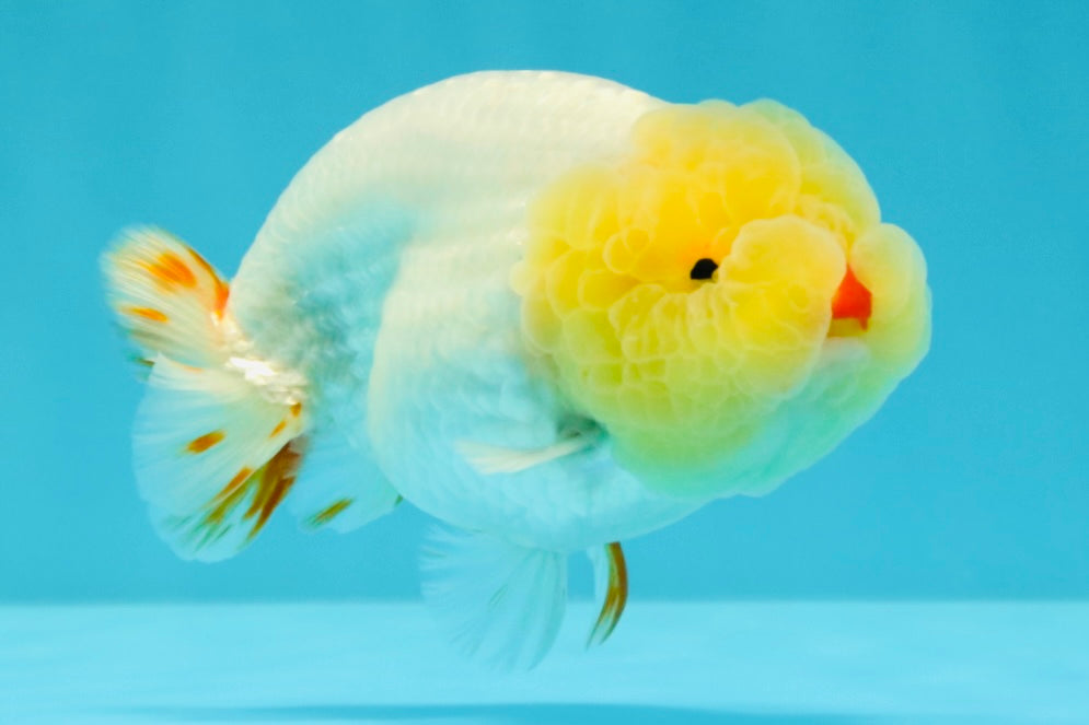 CHICKIE AAA Grade Red White Lipstick LionKing 4-4.5 inches #031326LC_11