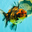 CHUNKY AAA Grade Tiger Oranda Male 5.5 inches #082826OR_07