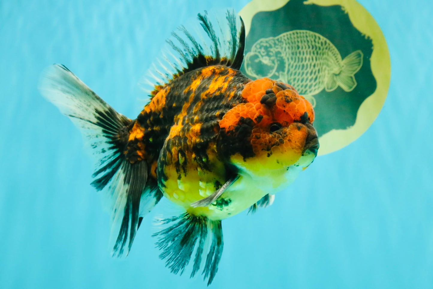 CHUNKY AAA Grade Tiger Oranda Male 5.5 inches #082826OR_07