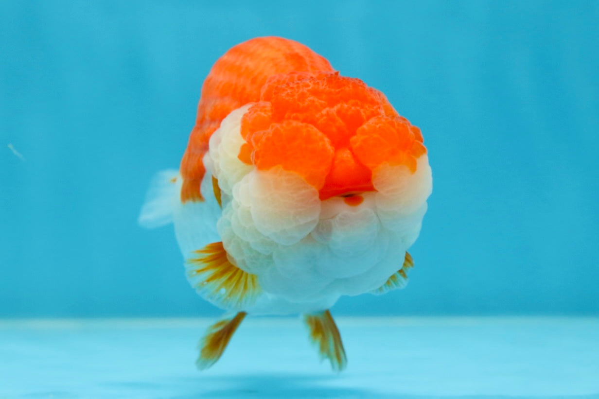 AAA Grade SUPER Red White LionQueen 4.5 inches #051625LC_35