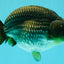 AAA Grade Black Blue Ranchu Female 6 inches #102326RC_01