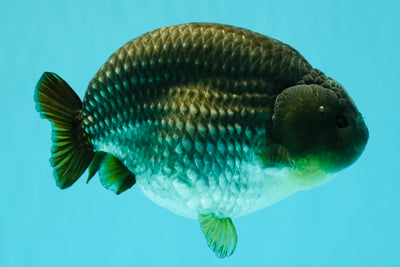 AAA Grade Black Blue Ranchu Female 6 inches #102326RC_01