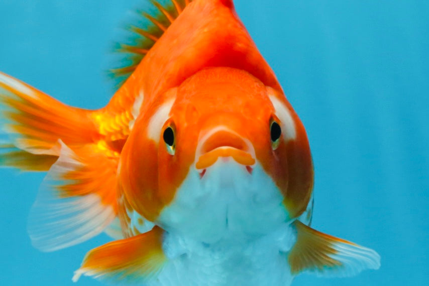 A Grade Ryukin Red White Female 5 inches #070425RK_04