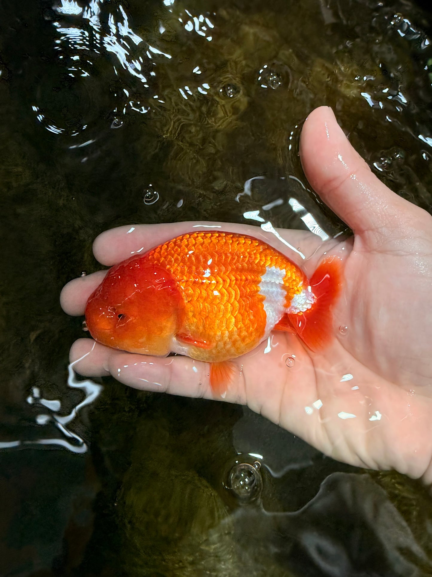 A Grade Red White LionQueen 4 inches #112825LC_06