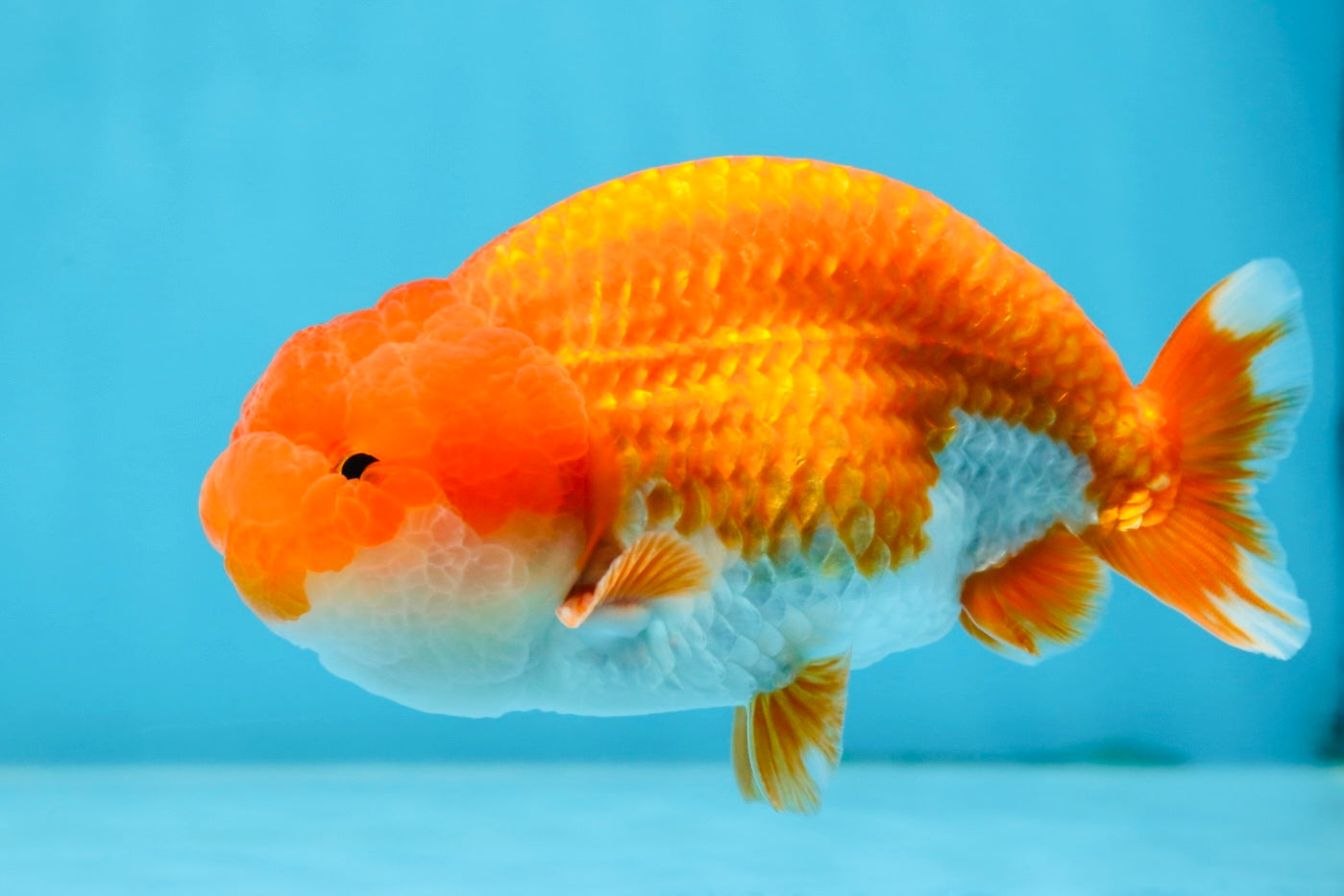 Red White Lionchu Male 4.5-5 inches #070425LC_11