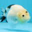A Grade Chinese Cow Ranchu Female 4.5-5 inches #101725RC_18