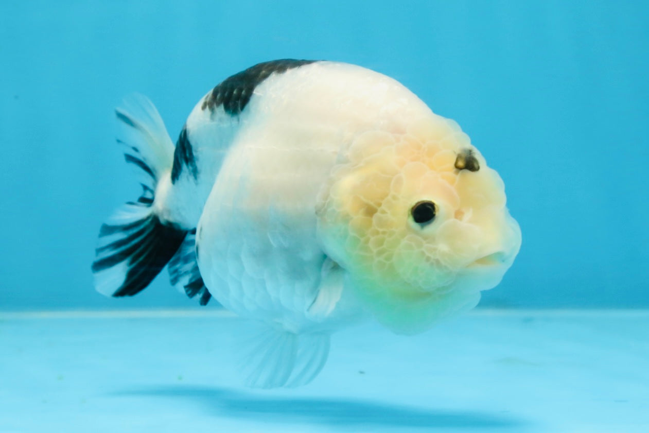 A Grade Chinese Cow Ranchu Female 4.5-5 inches #101725RC_18