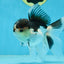A Grade Panda Oranda Male 5-5.5 inches #080125OR_27
