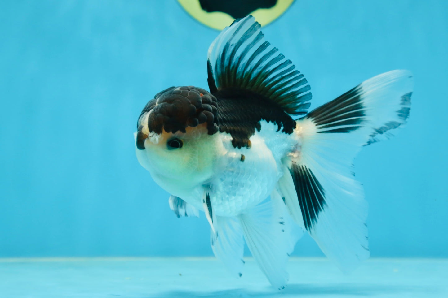 A Grade Panda Oranda Male 5-5.5 inches #080125OR_27