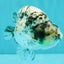 A Grade Tiger Ranchu Male 4.5-5 inches #081426RC_23