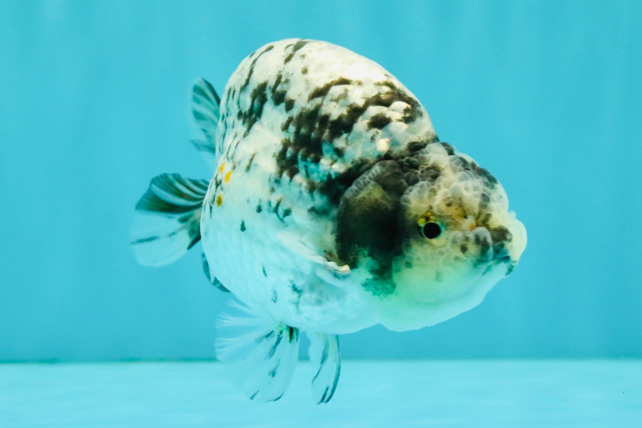 A Grade Tiger Ranchu Male 4.5-5 inches #081426RC_23