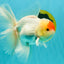 A Grade Special Heart Head Red White Oranda Male 6 inches #101626OR_01
