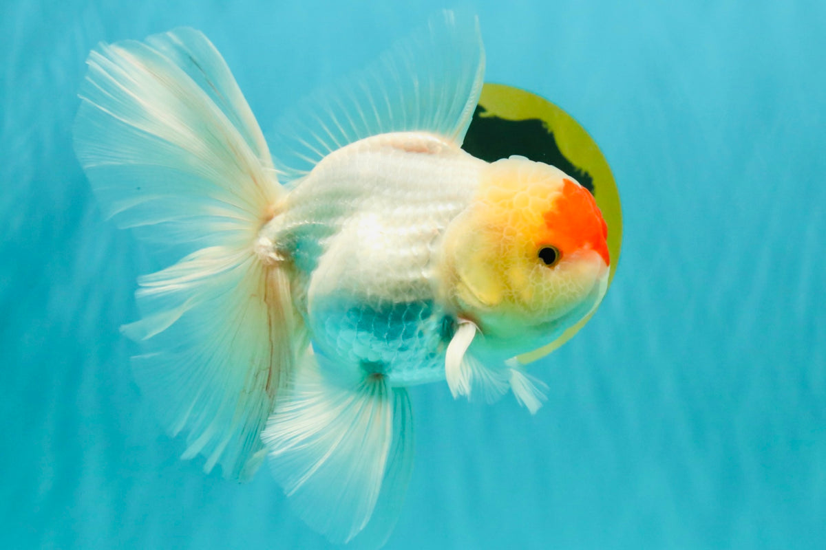 A Grade Special Heart Head Red White Oranda Male 6 inches #101626OR_01