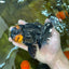 A Grade Lava Head Tricolor Oranda Male 5.5-6 inches #052325OR_08