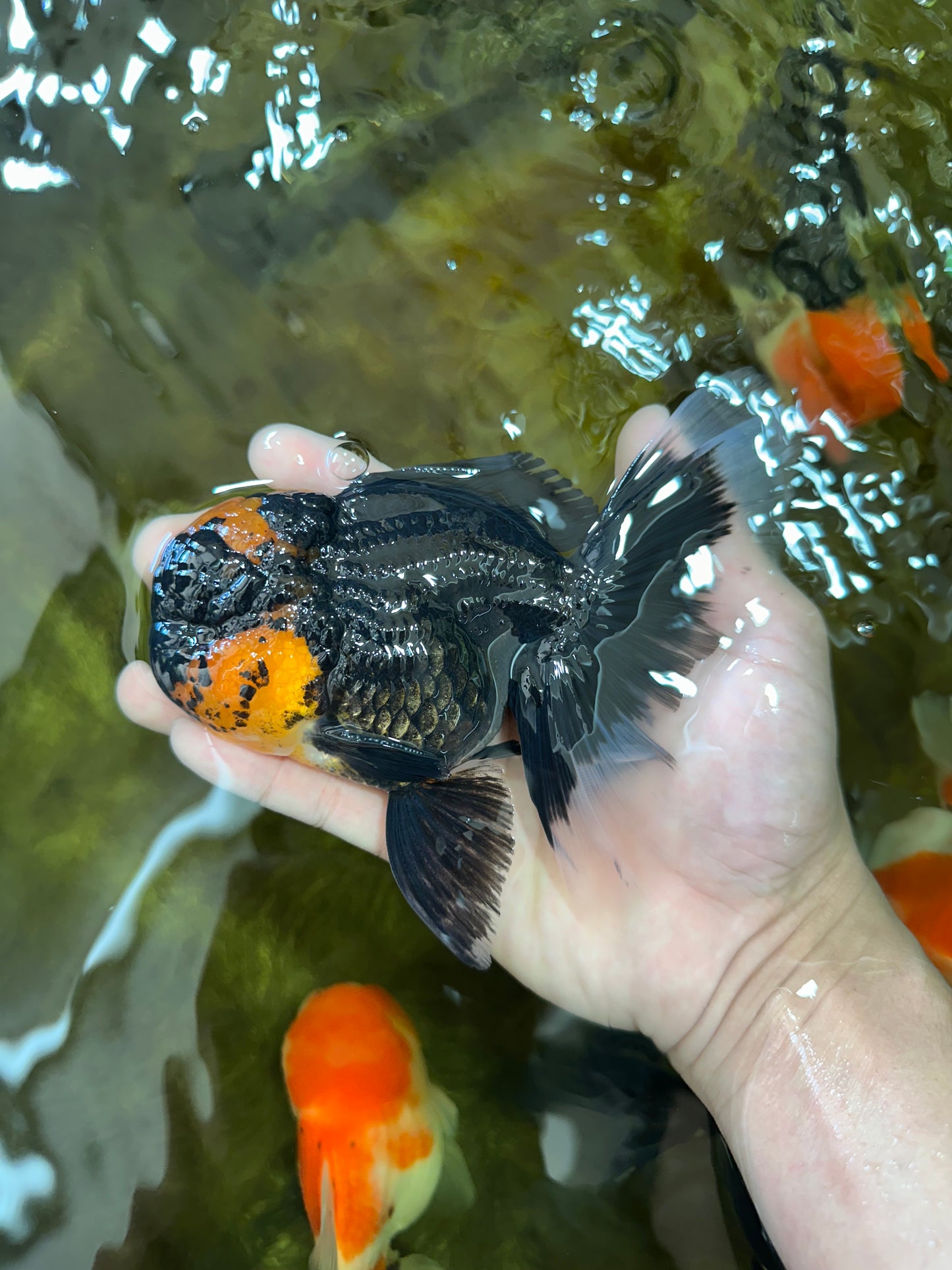A Grade Lava Head Tricolor Oranda Male 5.5-6 inches #052325OR_08