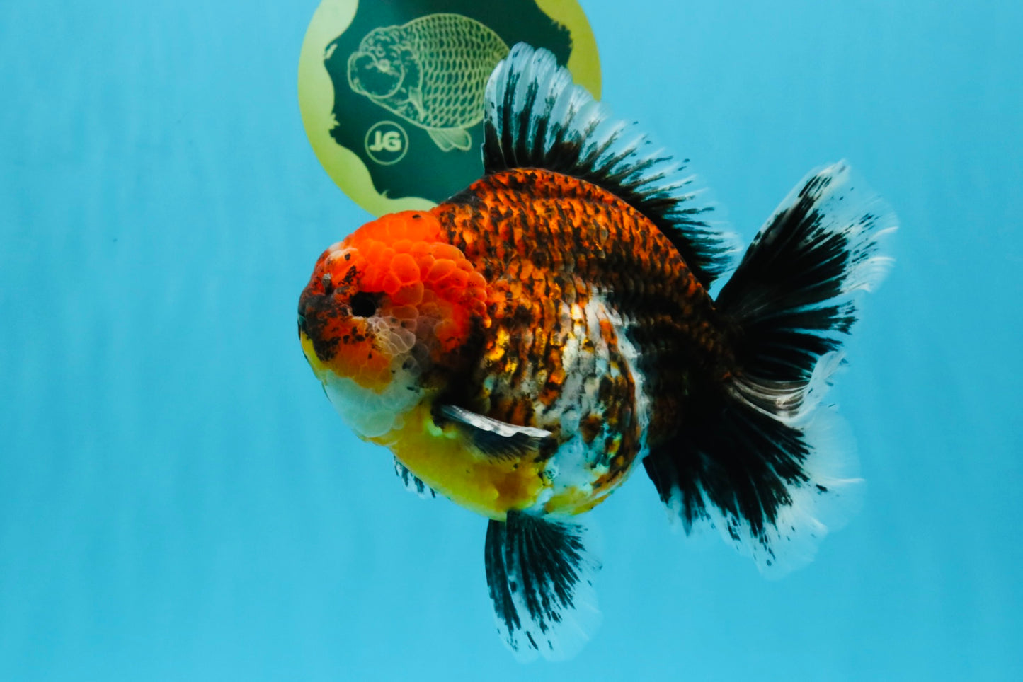 CHUNKY SUPER AAA Grade Godzilla Calico Oranda Male 6.5-7 inches #032726OR_07