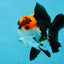 Tricolor Oranda Male 4.5-5 inches #053025OR_23