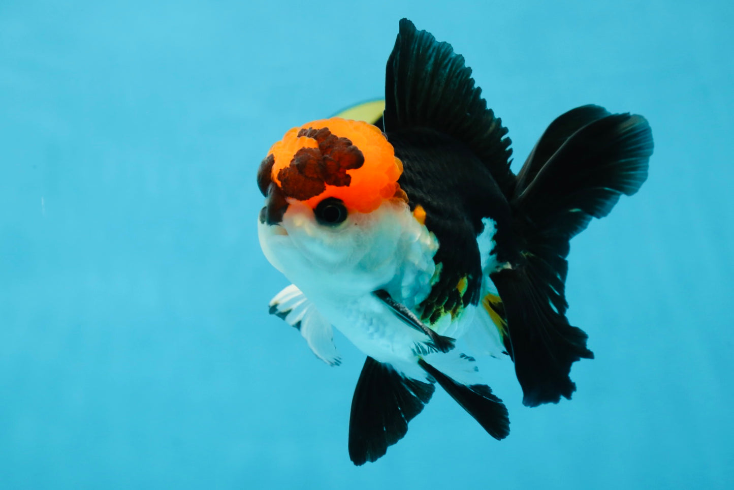 Tricolor Oranda Male 4.5-5 inches #053025OR_23