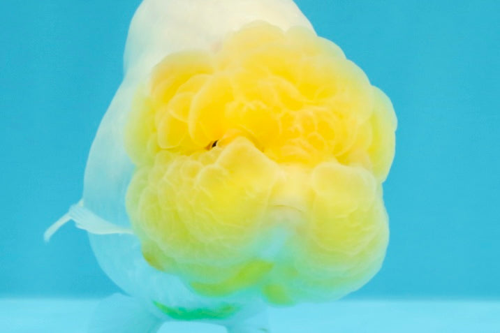 A Grade Dragon Lemonhead  LionQueen 4.5 inches #022726LC_28