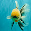 A Grade Marble Oranda Male 7 inches #071026OR_33