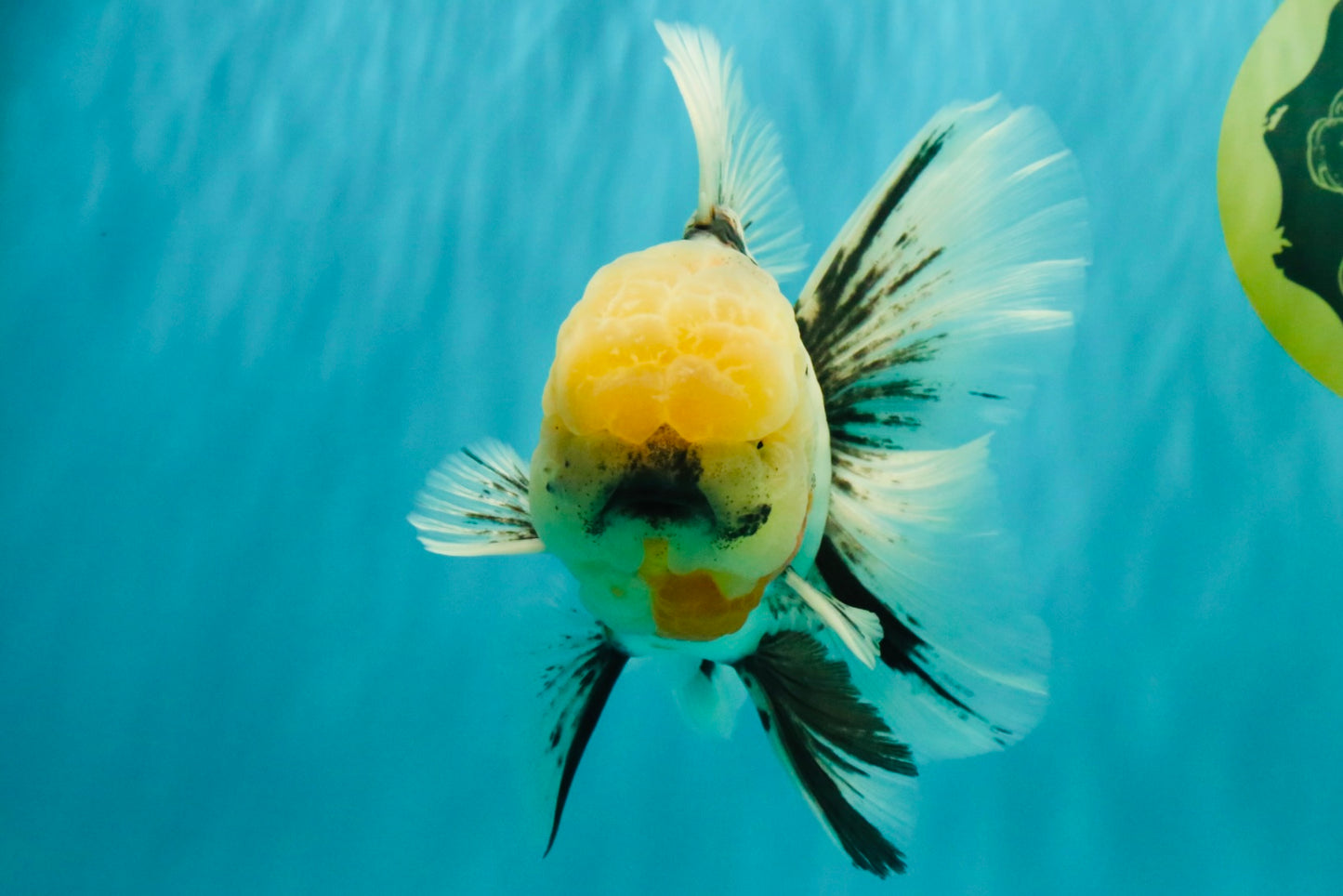 A Grade Marble Oranda Male 7 inches #071026OR_33
