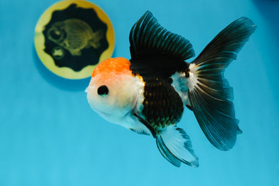 Tricolor Button Eyes Oranda Female 5 inches #121324OR_19