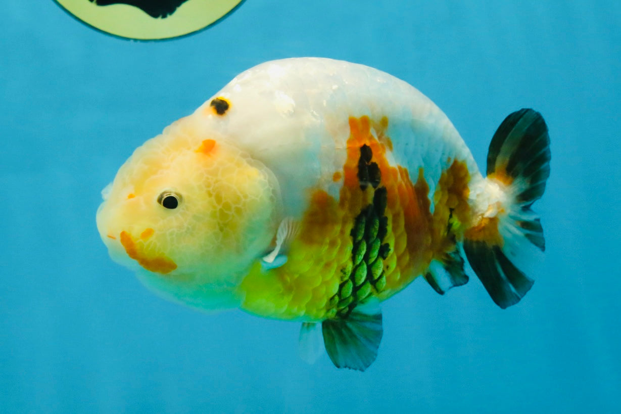 RARE Sakura Chinese Ranchu Female 5 inches #120525RC_08