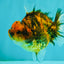 A Grade Tiger Yuanbao Male 4.5 inches #101626YB_34