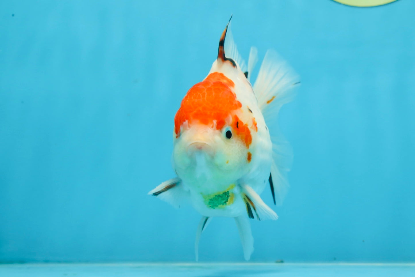 A Grade Sakura Yuanbao Male 4.5 inches #101025YB_25