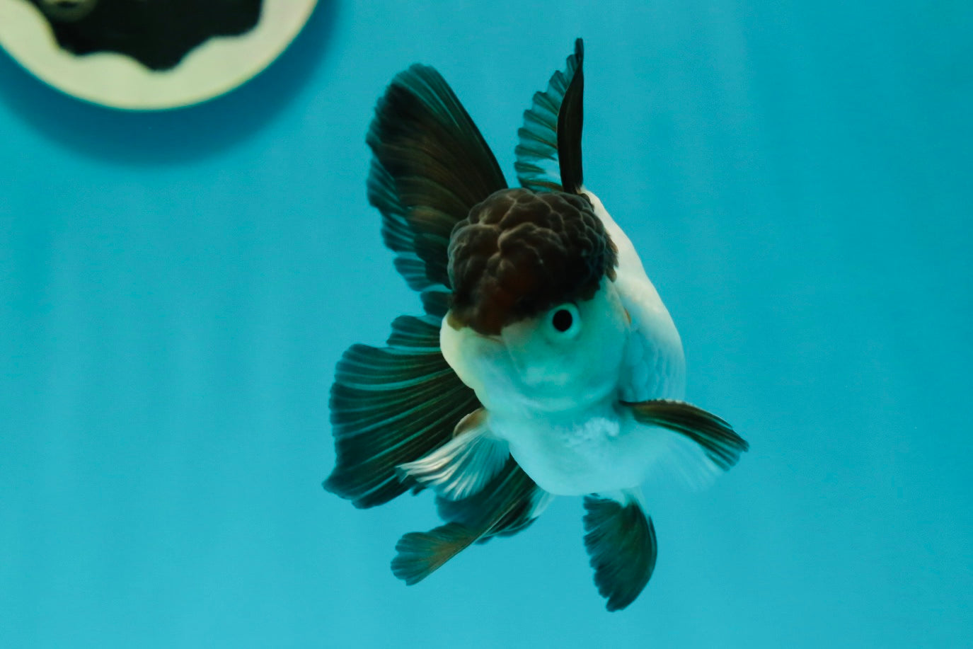 Panda Oranda Male 3.5 inches #102524OR_21