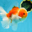 AAA Grade Cherry Sakura Oranda Male 5 inches #062725OR_14