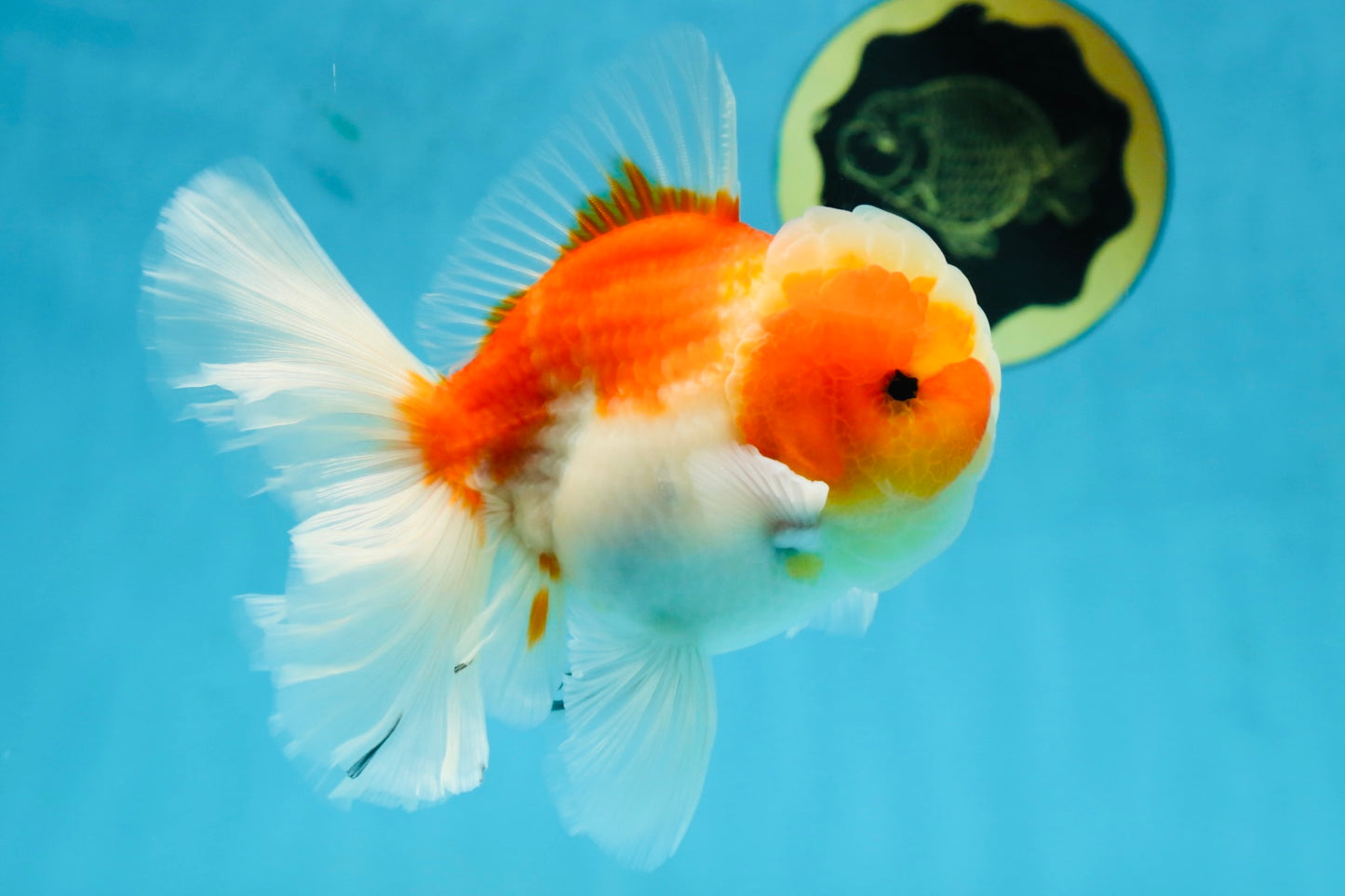 AAA Grade Cherry Sakura Oranda Male 5 inches #062725OR_14