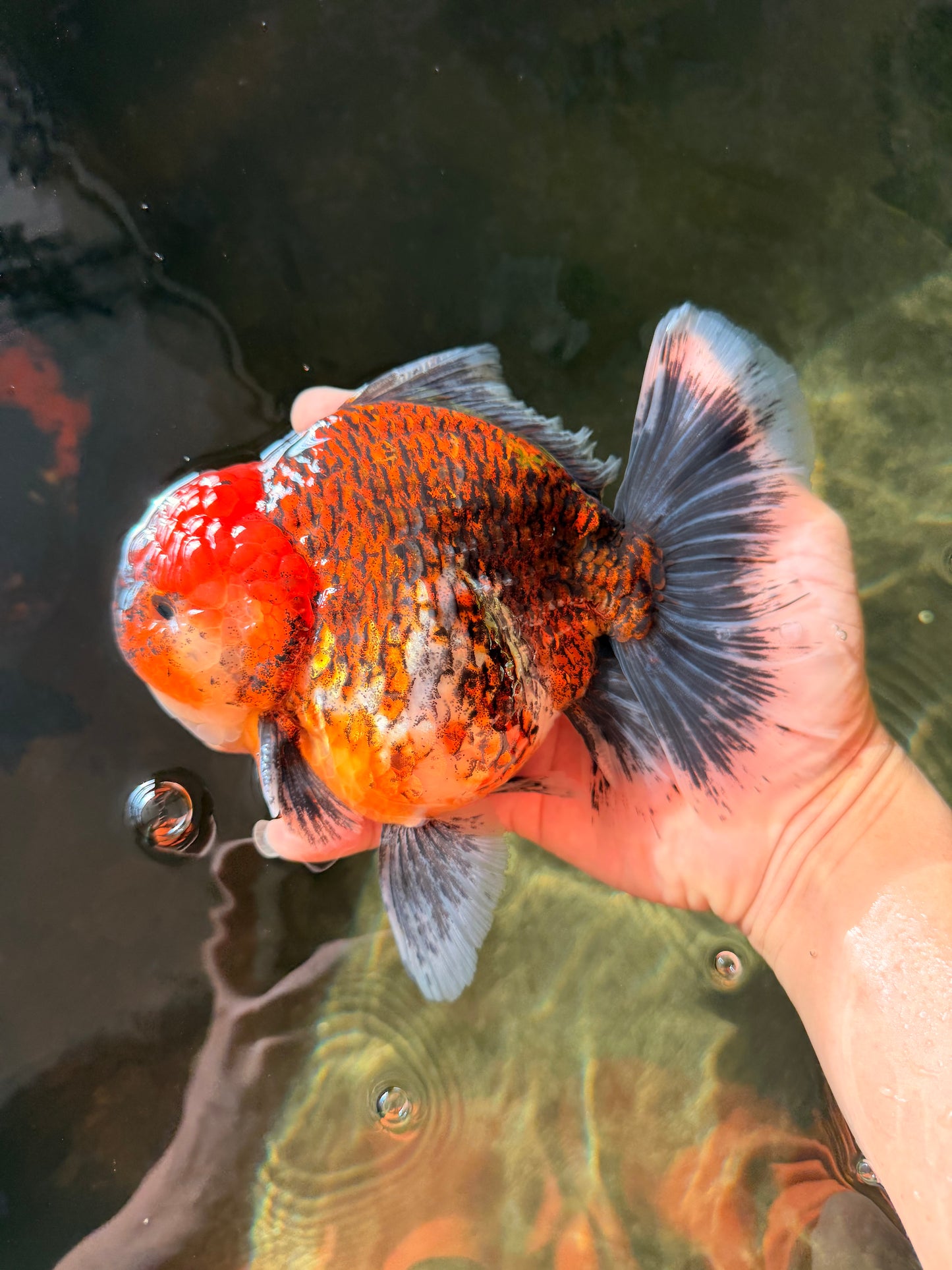 CHUNKY SUPER AAA Grade Godzilla Calico Oranda Male 6.5-7 inches #032726OR_07