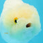 New ✨ Lemonhead Sakura Lionchu Female  4 inches #0426LC_08