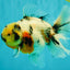 Sakura Oranda Male 6.5 inches #073126OR_22