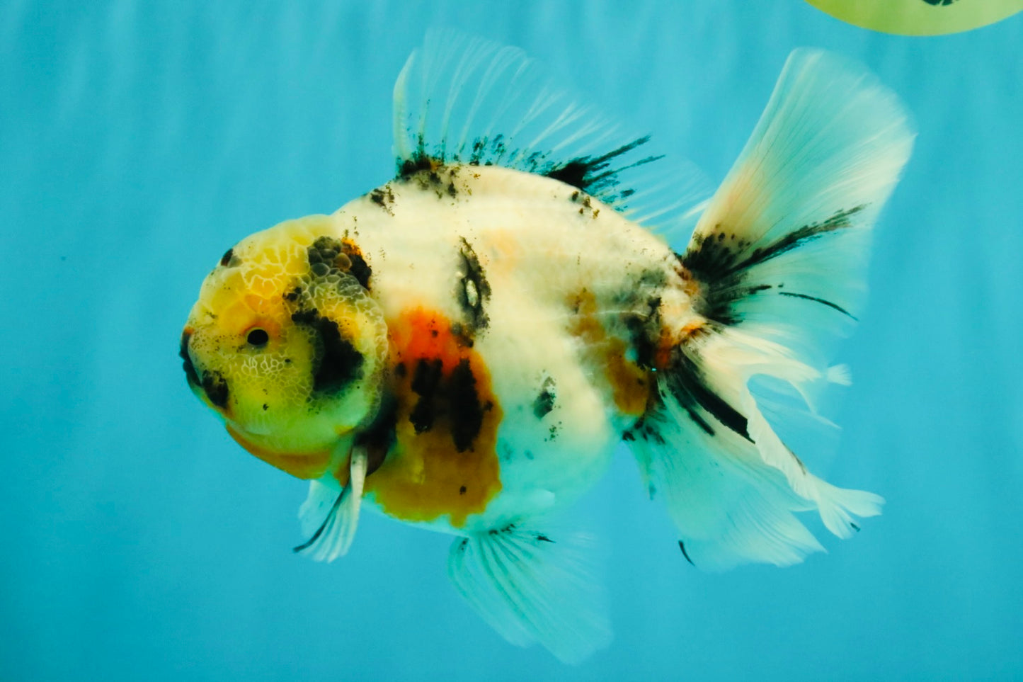 Sakura Oranda Male 6.5 inches #073126OR_22