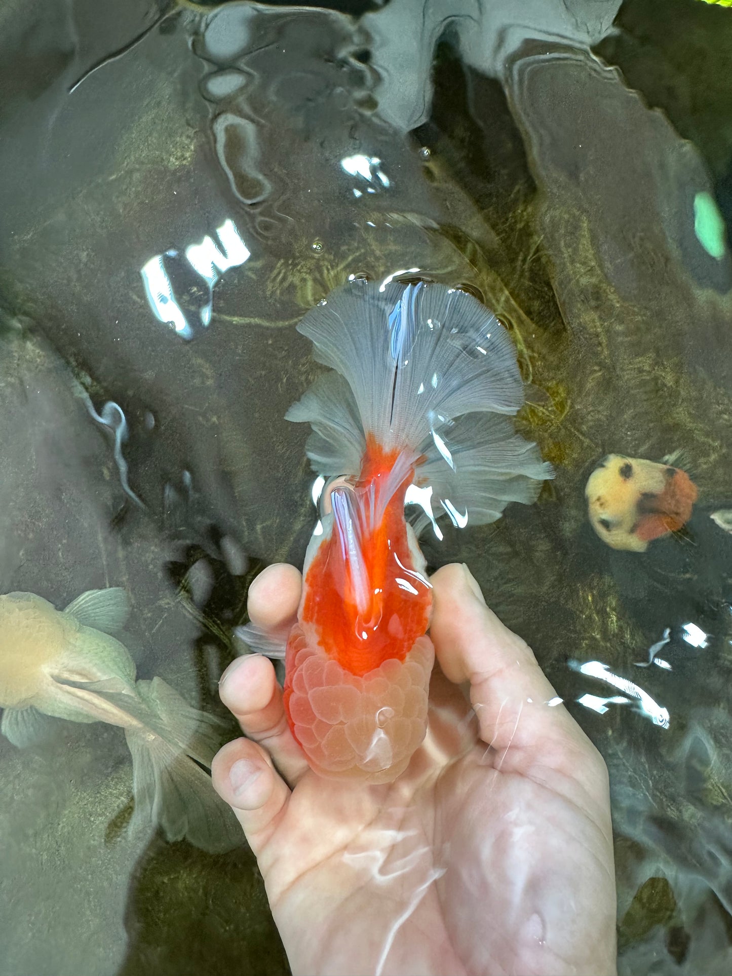 AAA Grade Cherry Sakura Oranda Male 5 inches #062725OR_14