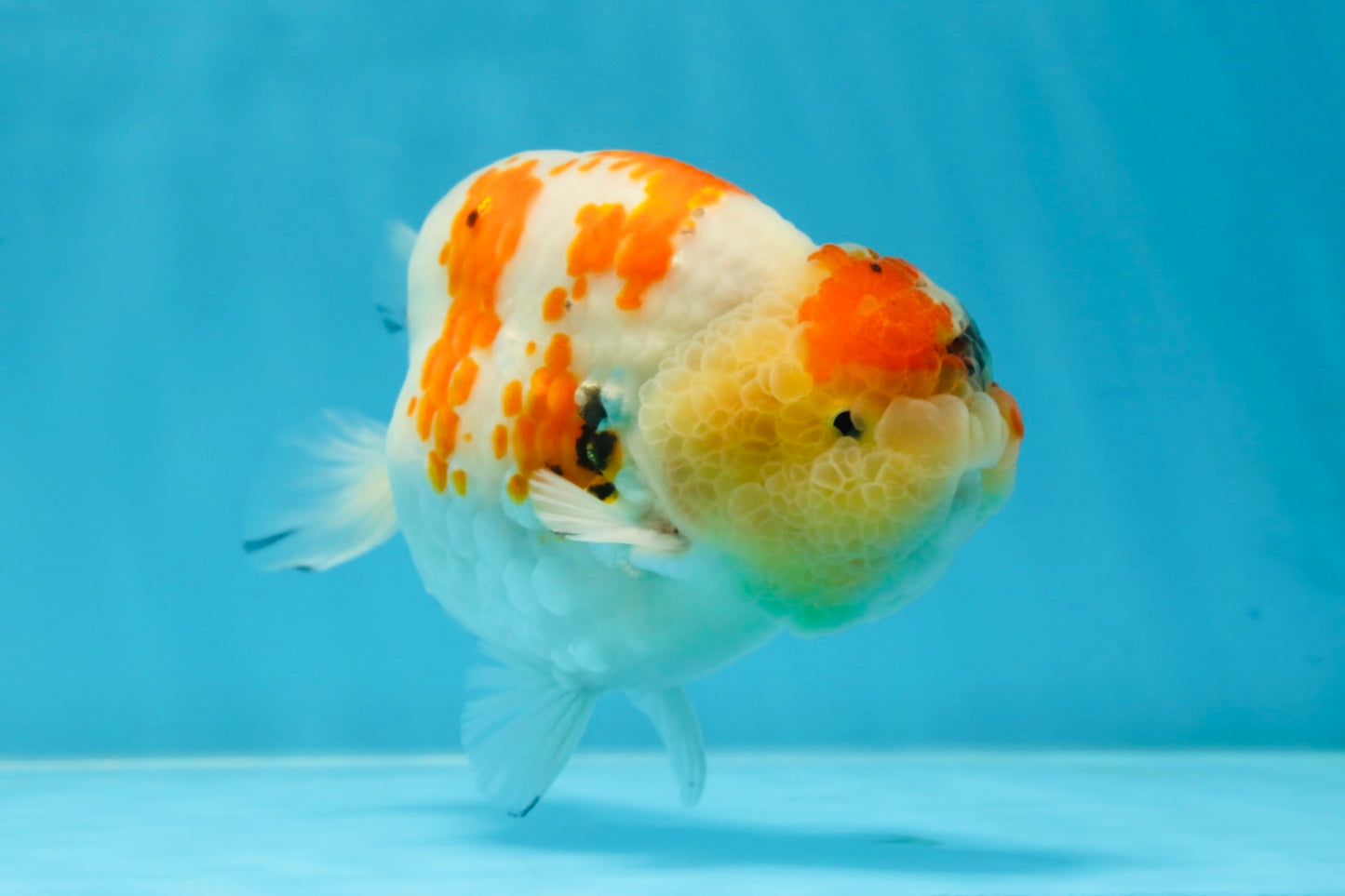 A Grade SPECIAL Kohaku Sakura LionKing 5 inches #051625LC_10