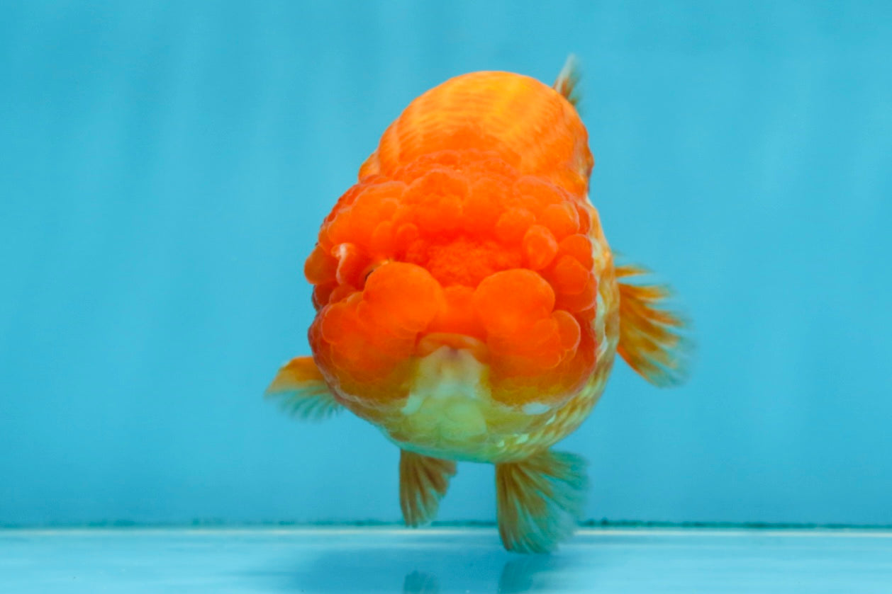 A Grade FLUFFY Red White LionQueen 5 inches #091925LC_24