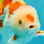SPECIAL A Grade Red White Oranda Male 6-6.5 inches #051526OR_02