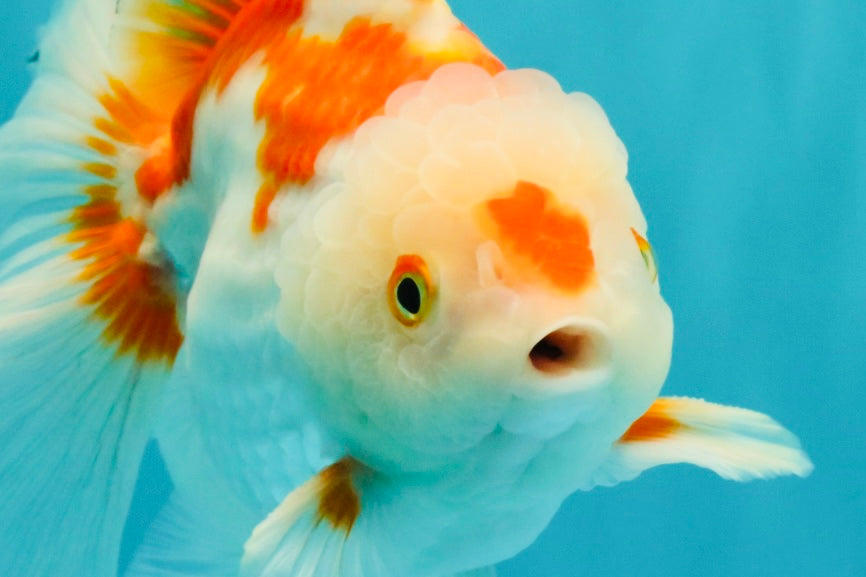 SPECIAL A Grade Red White Oranda Male 6-6.5 inches #051526OR_02