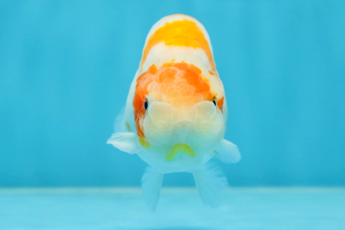 A Grade Kohaku Sakura Female LionQueen 4-4.5 inches #060625LC_02