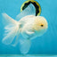 AAA Grade Snow White Oranda Male 5.5-6 inches #062725OR_20