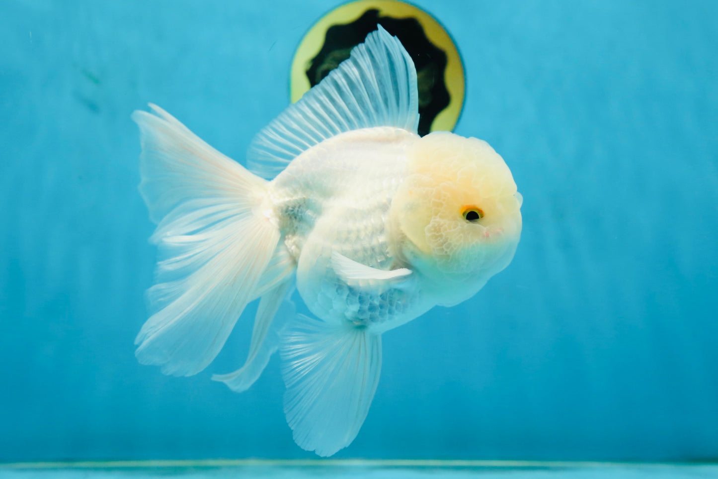AAA Grade Snow White Oranda Male 5.5-6 inches #062725OR_20