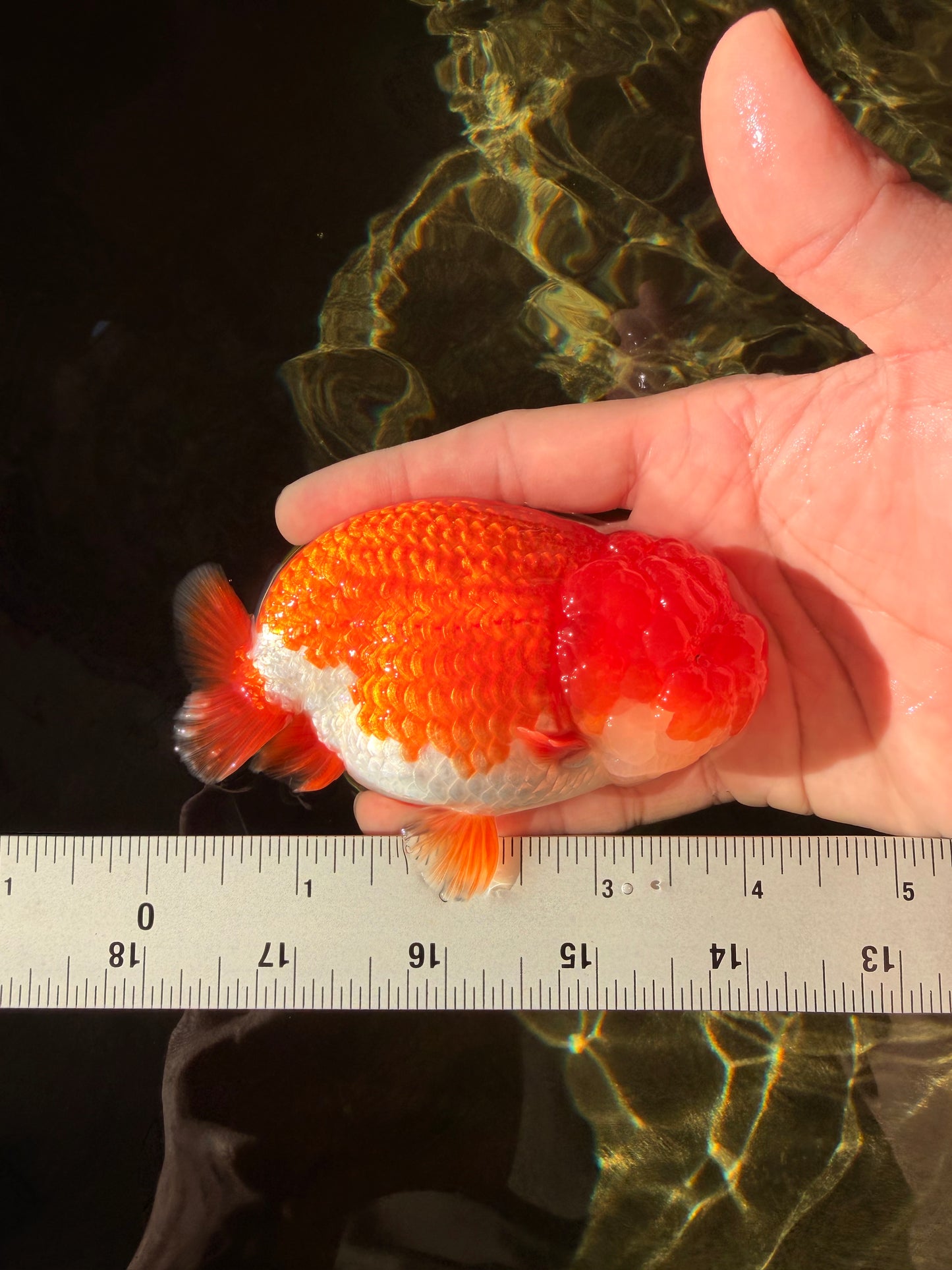 A Grade Dragon Head Red White LionQueen 4 inches #022726LC_26